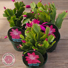 Zygocactus 'Thor Sharon'