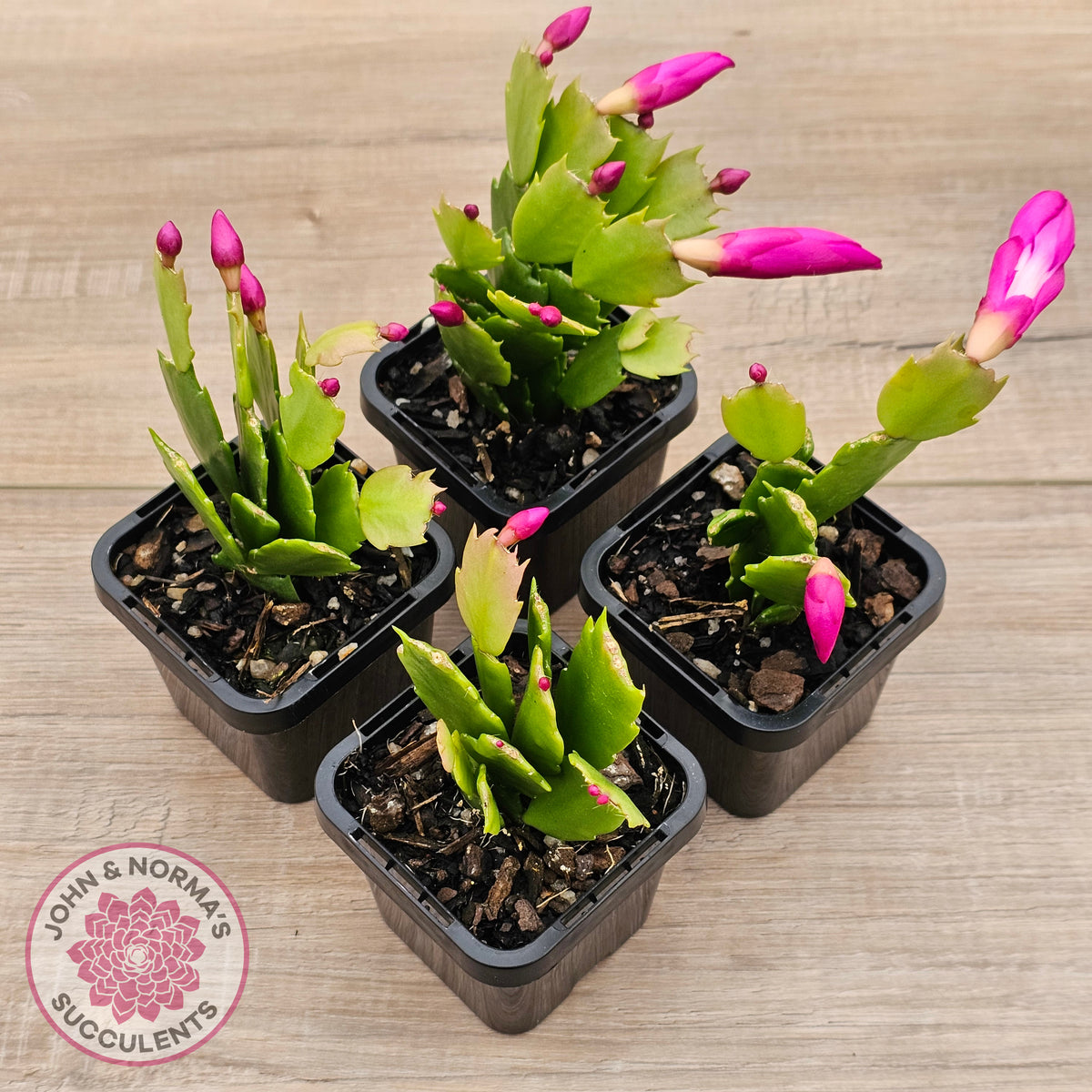 Zygocactus 'Thor Sharon'