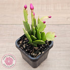Zygocactus 'Thor Sharon'