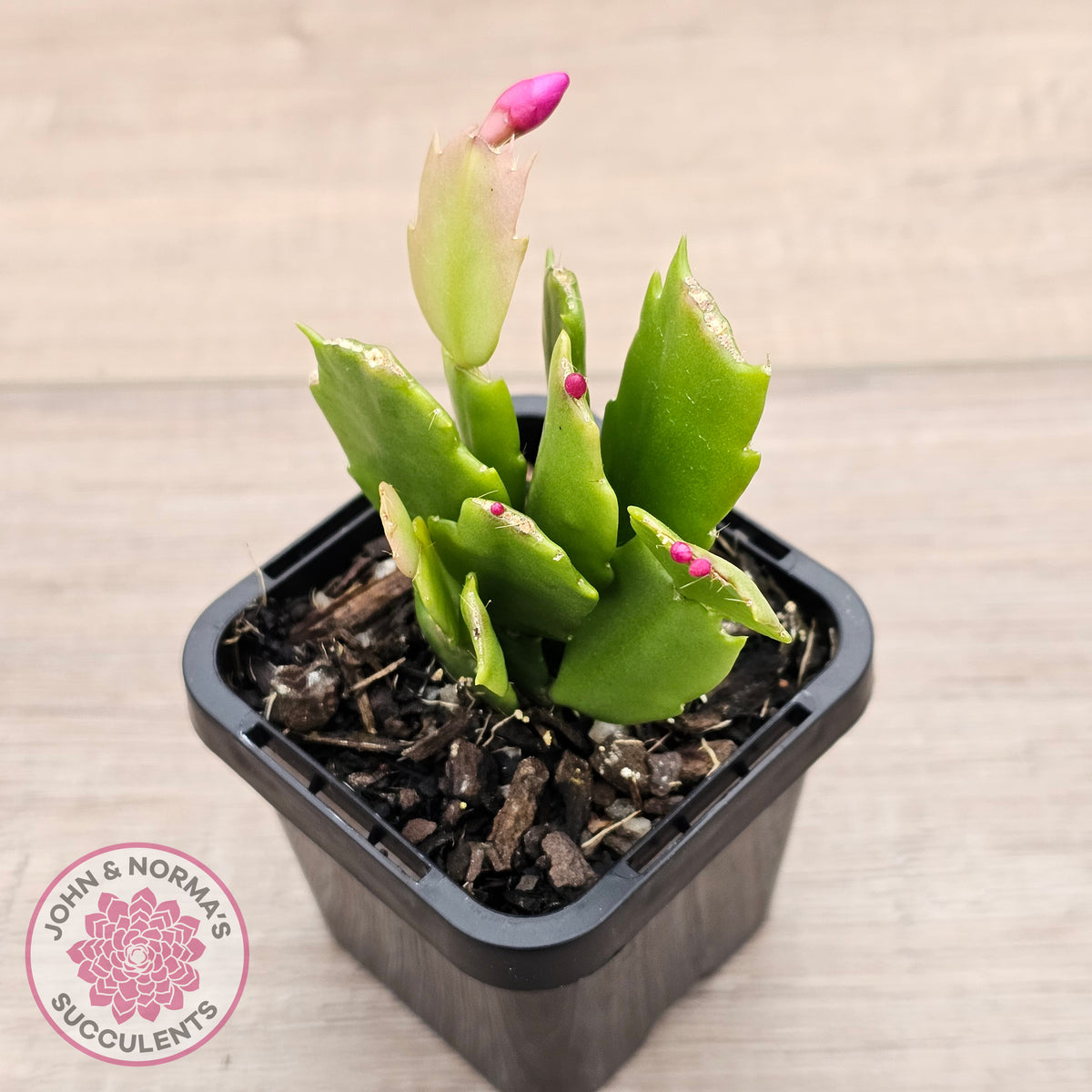 Zygocactus 'Thor Sharon'