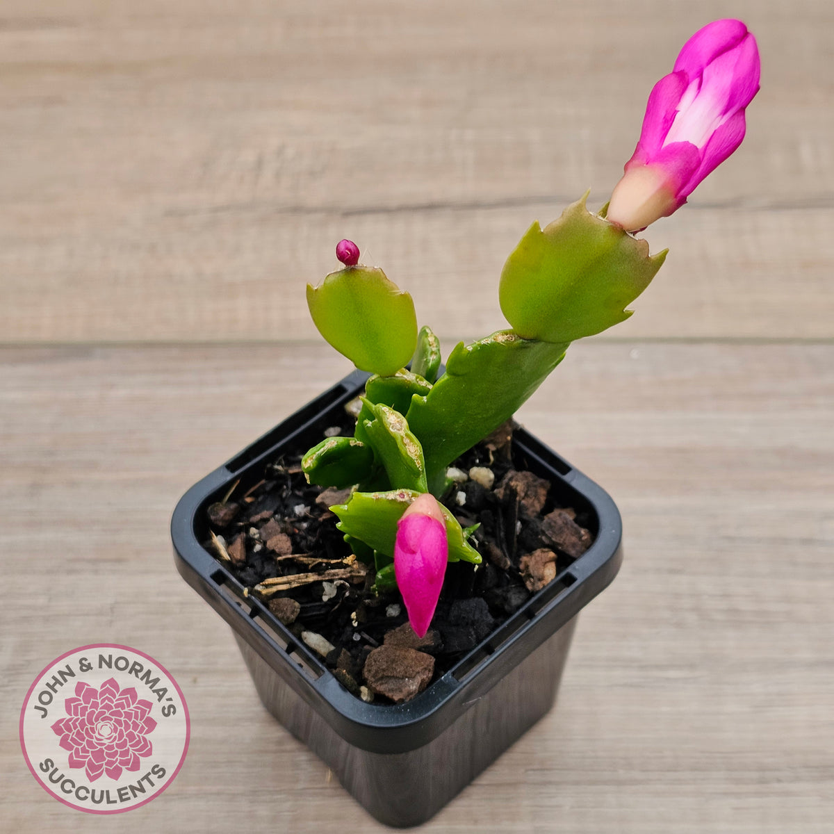 Zygocactus 'Thor Sharon'