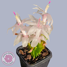 Zygocactus 'Youp'