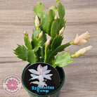 Zygocactus 'Youp'