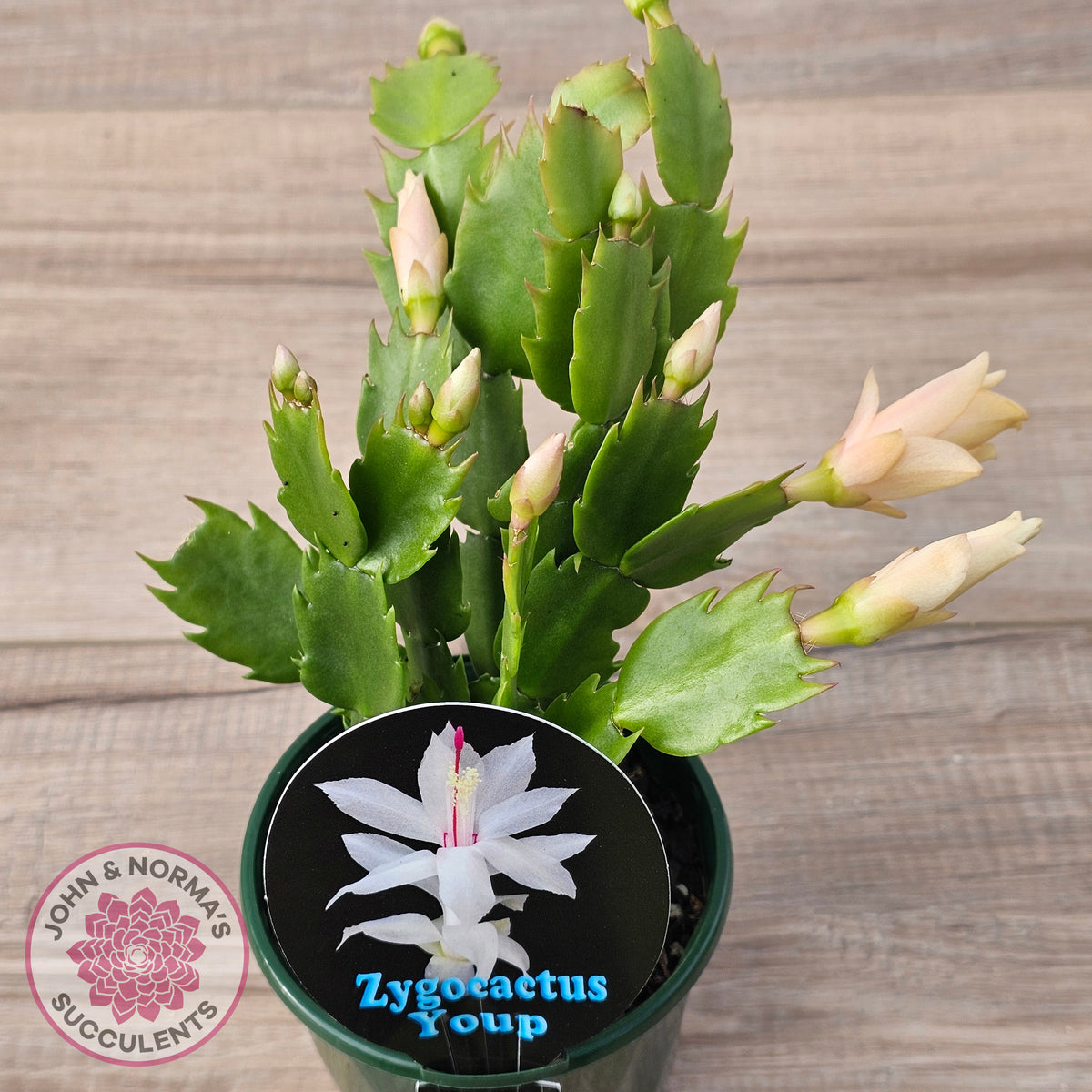 Zygocactus 'Youp'