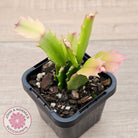Zygocactus 'Youp'