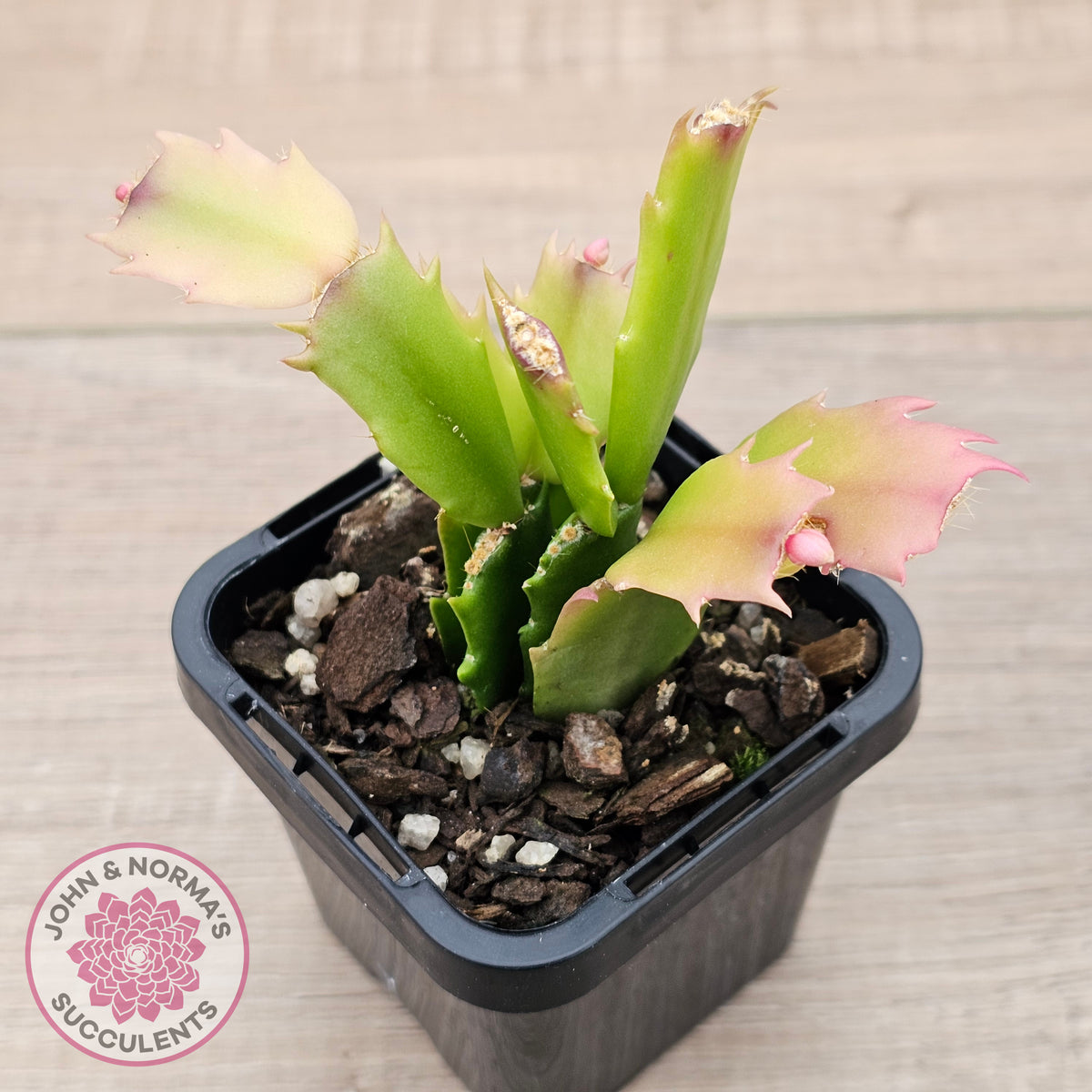 Zygocactus 'Youp'