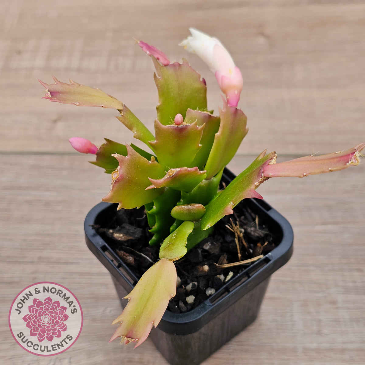 Zygocactus 'Youp'