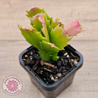 Zygocactus 'Youp'