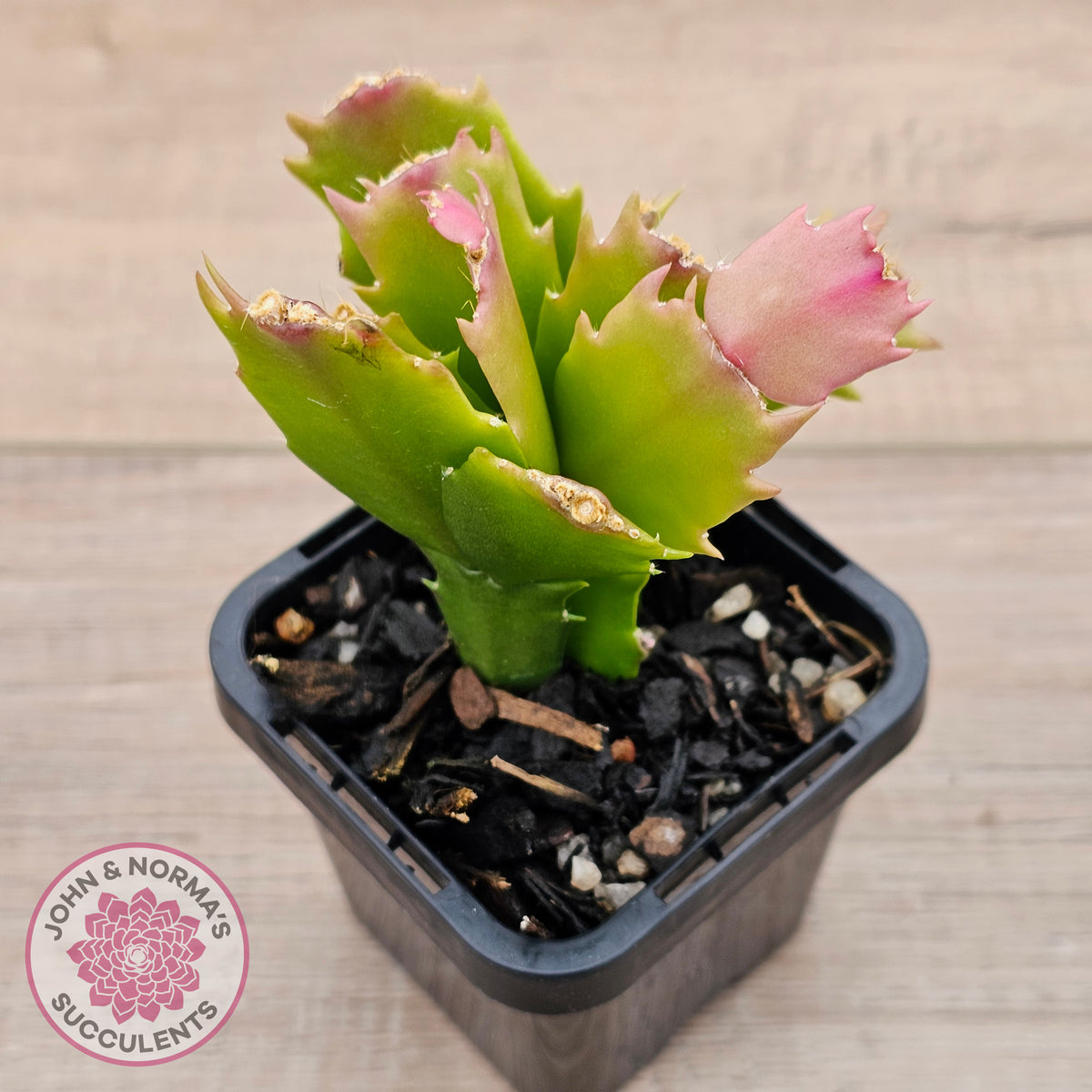 Zygocactus 'Youp'