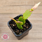 Zygocactus 'Youp'