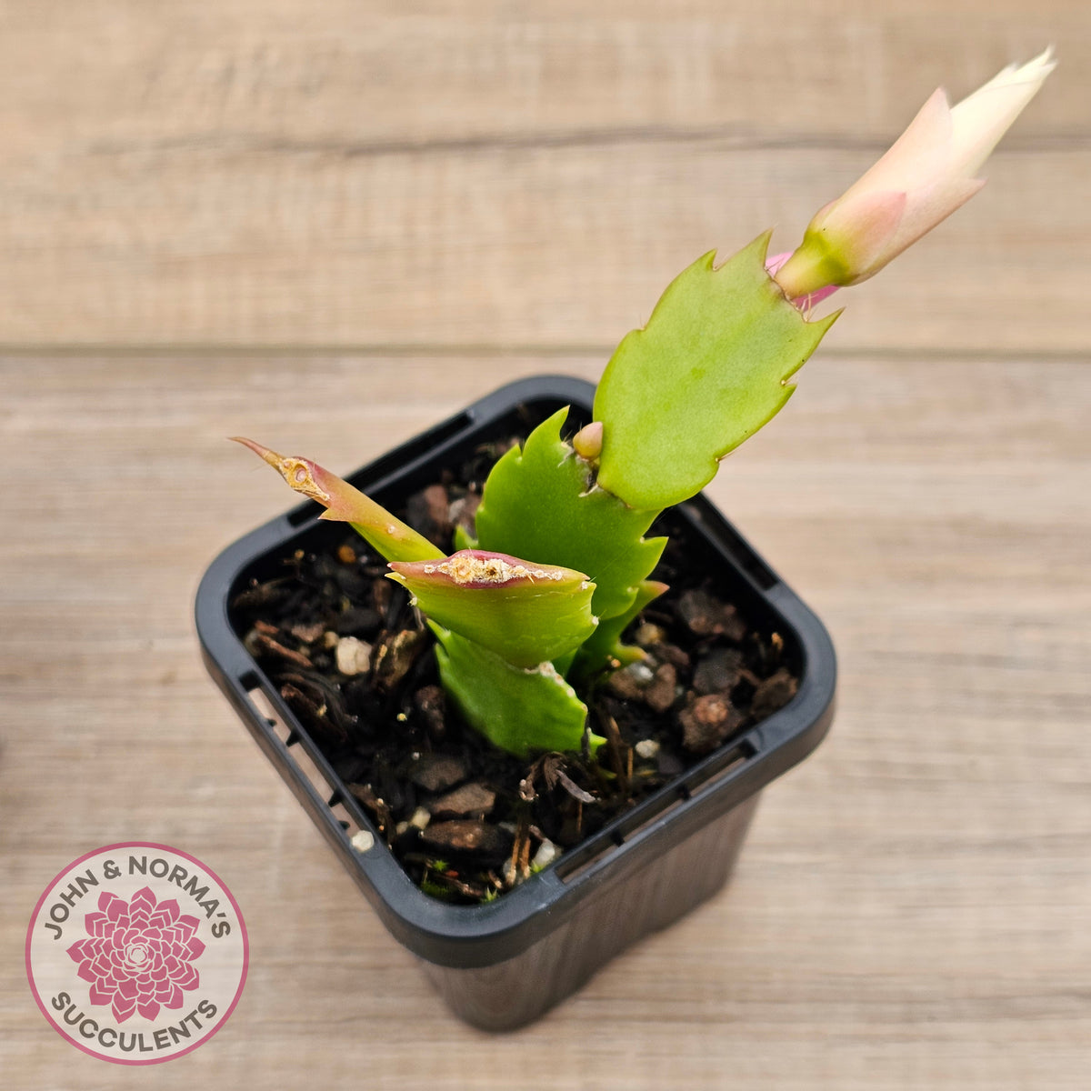 Zygocactus 'Youp'