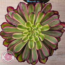 Load image into Gallery viewer, Aeonium &#39;Mardi Gras&#39; - 125mm Large w pups
