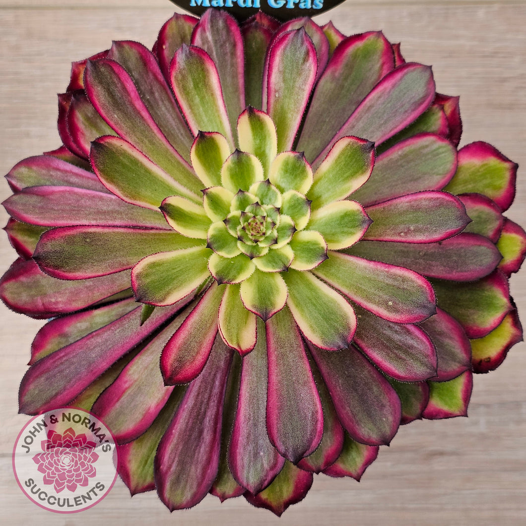 Aeonium 'Mardi Gras' - 125mm Large w pups