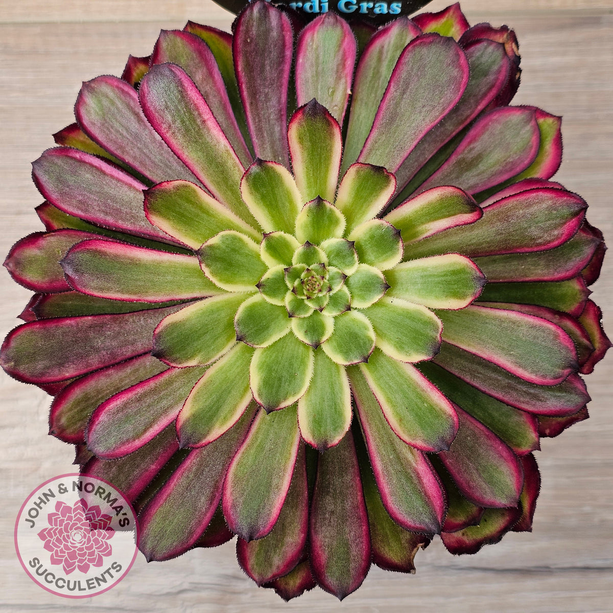 Aeonium 'Mardi Gras' - 125mm Large w pups
