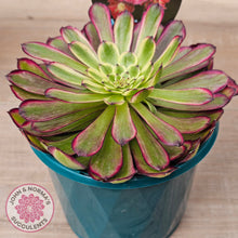 Load image into Gallery viewer, Aeonium &#39;Mardi Gras&#39; - 125mm Large w pups
