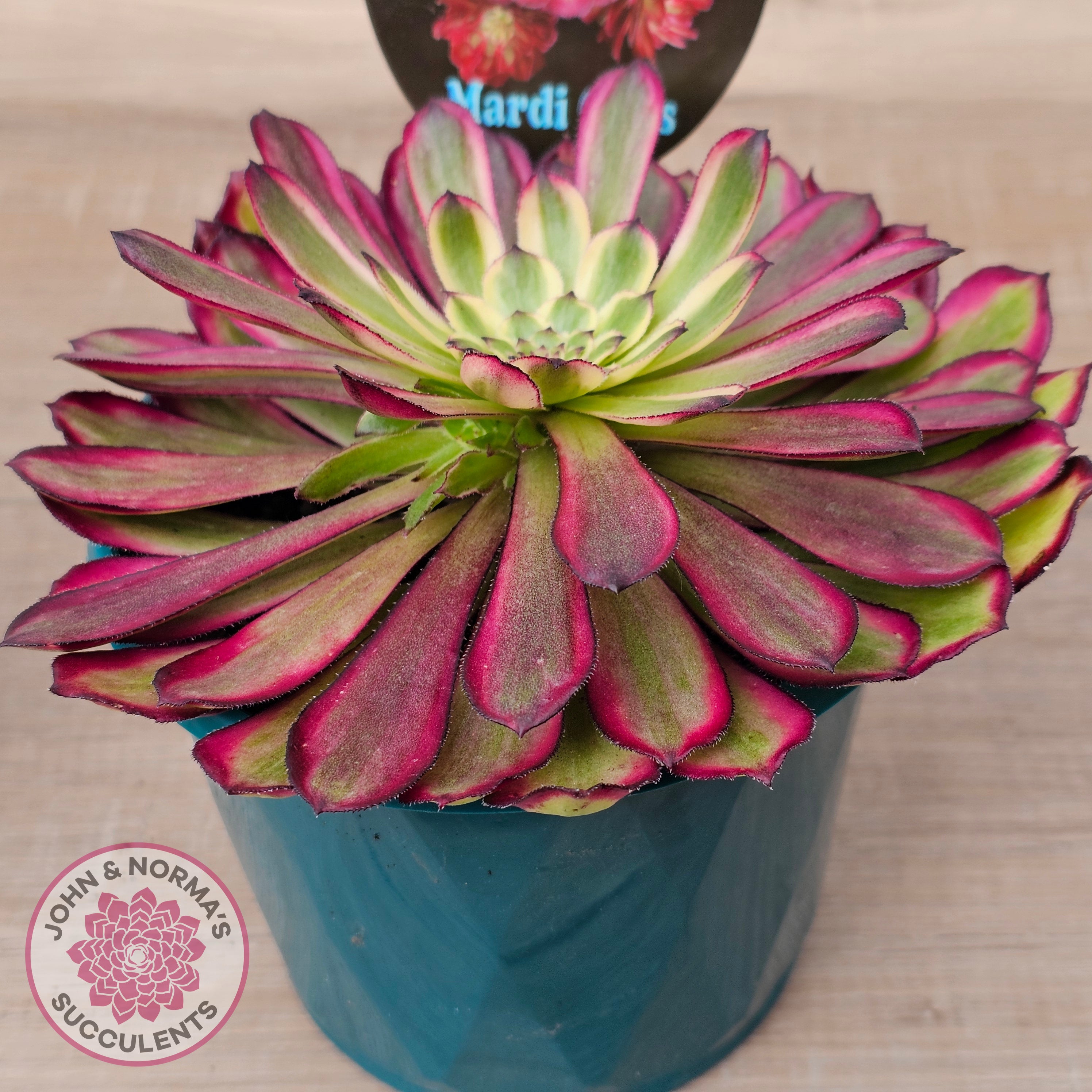 mardi gras succulent for sale Buy Aeonium 'Mardi Gras' - 125mm Large w pups Australia