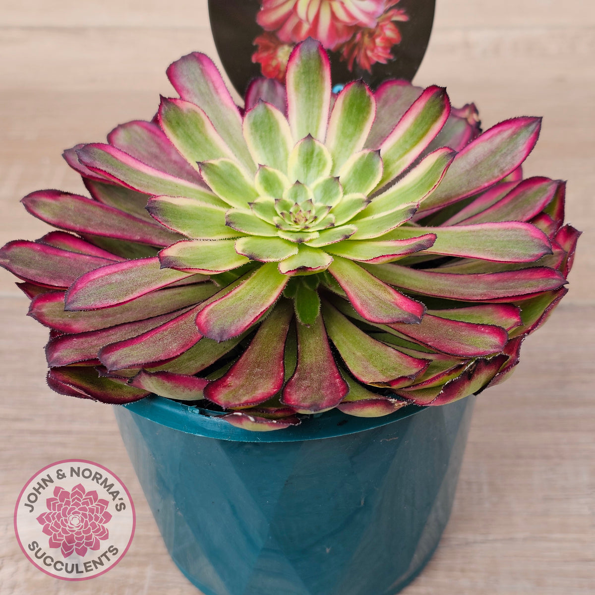 Aeonium 'Mardi Gras' - 125mm Large w pups