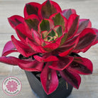 Aeonium 'Phantom' Variegata