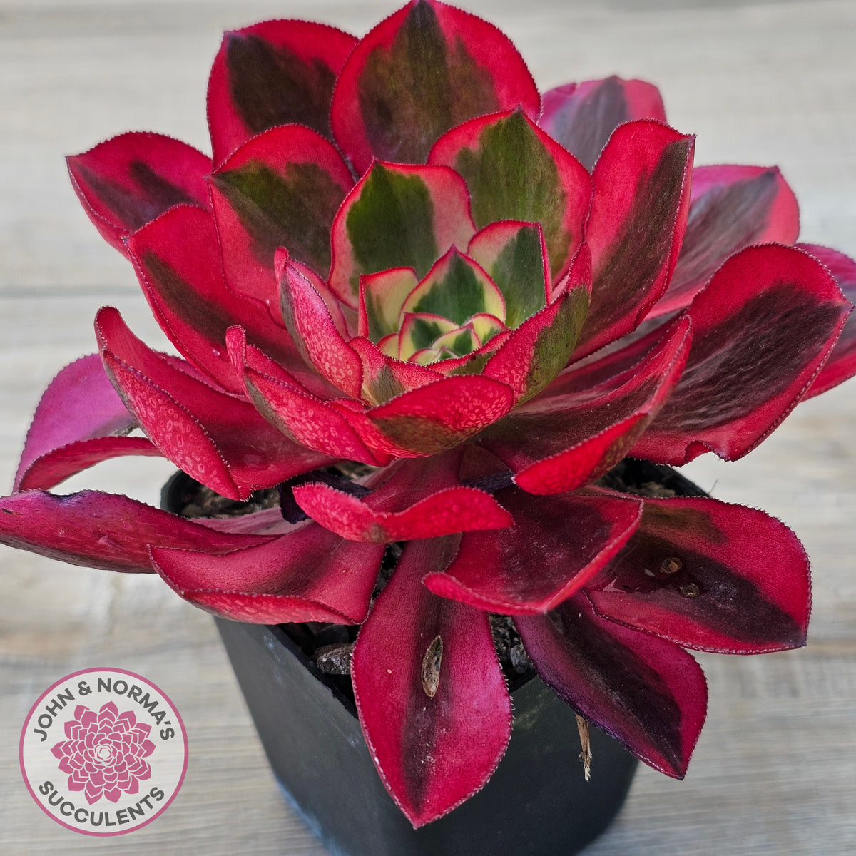 Aeonium 'Phantom' Variegata