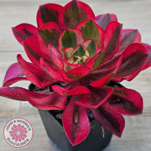 Load image into Gallery viewer, Aeonium 'Phantom' Variegata
