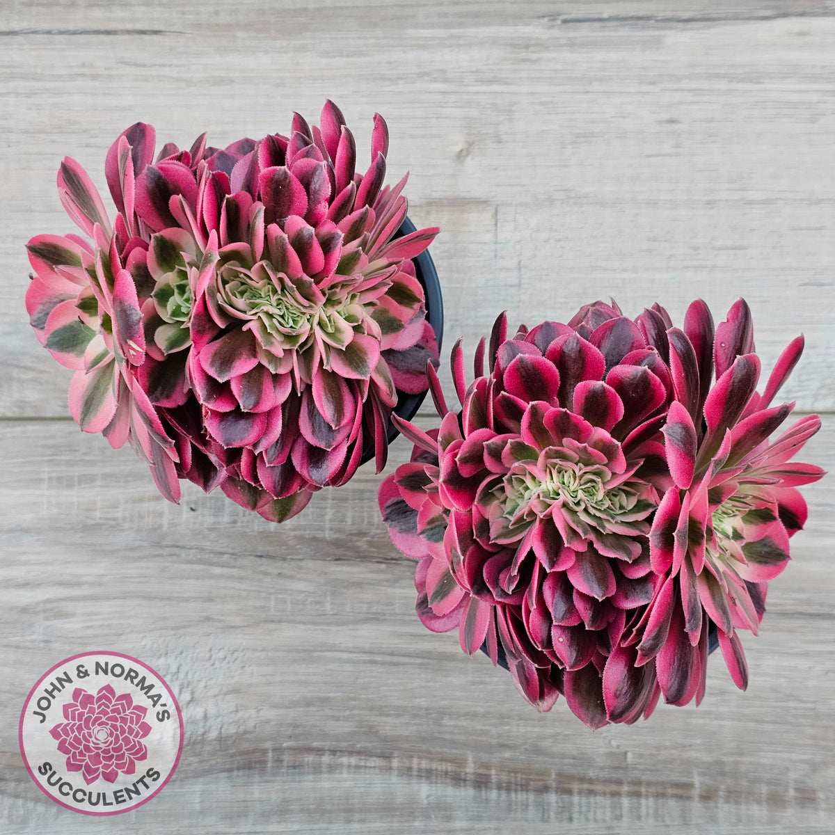 Aeonium 'Pink Witch' Crest