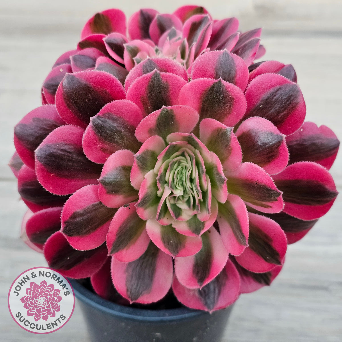 Aeonium 'Pink Witch' Crest