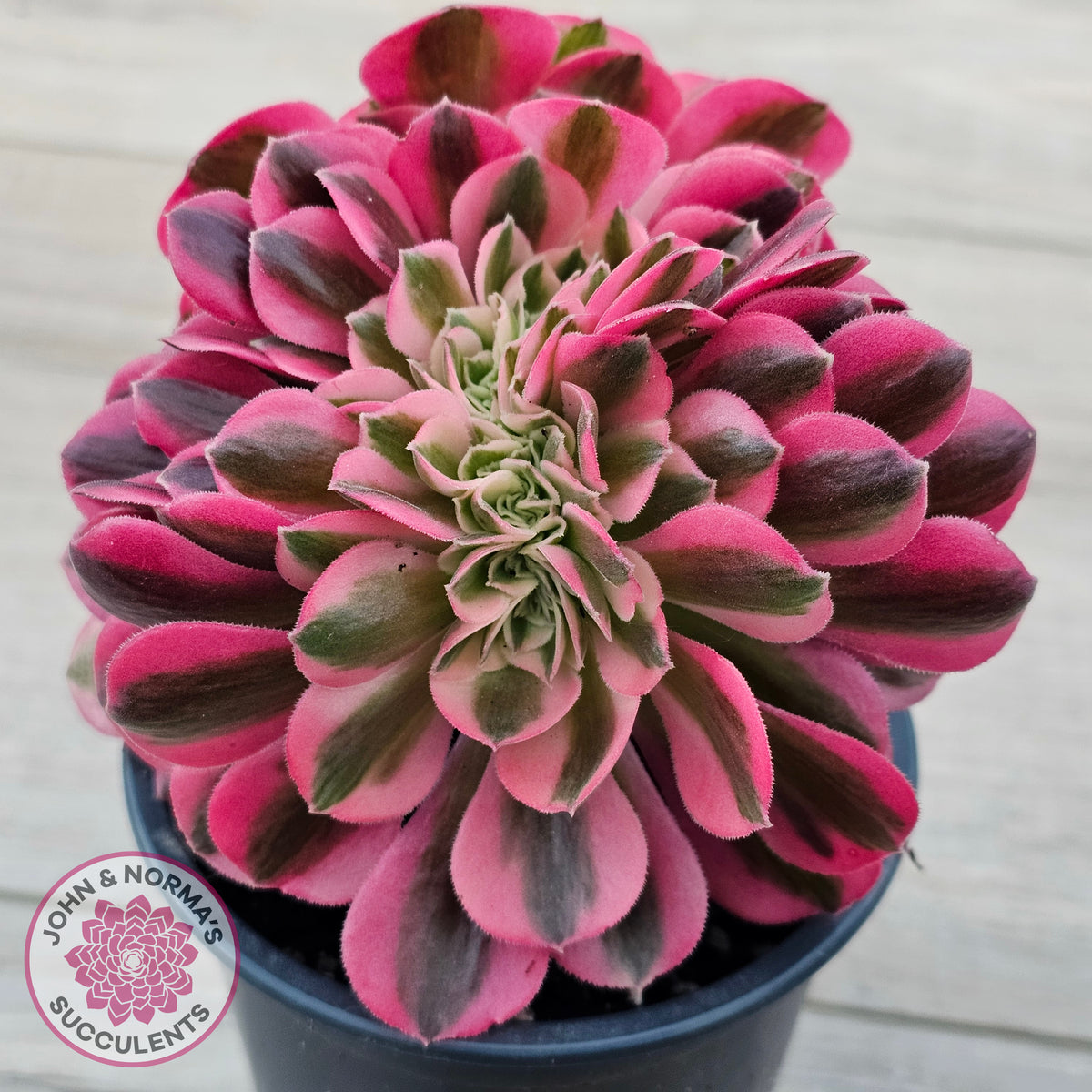 Aeonium 'Pink Witch' Crest