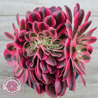 Aeonium 'Pink Witch' Crest