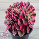 Aeonium 'Pink Witch' Crest