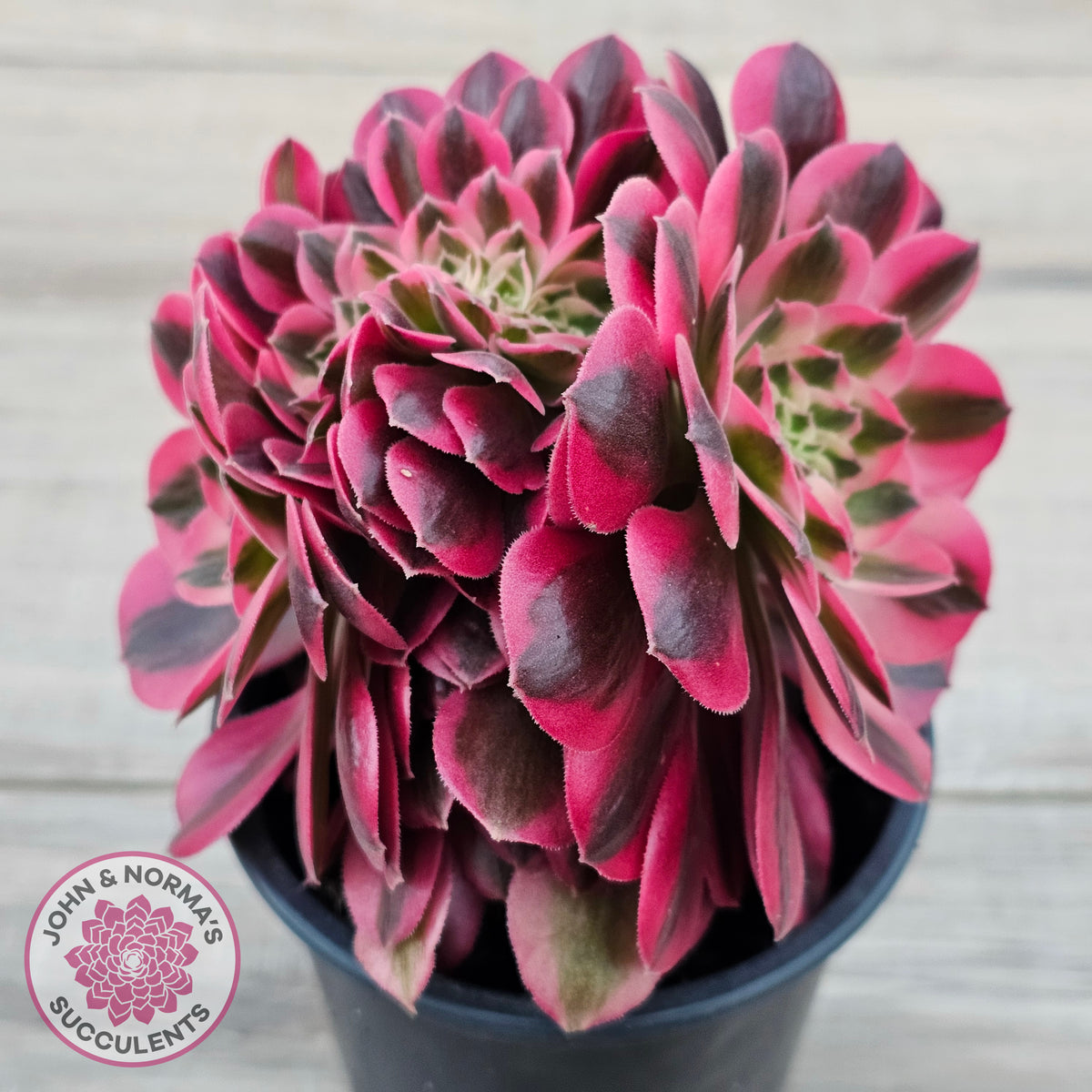 Aeonium 'Pink Witch' Crest