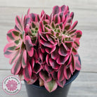 Aeonium 'Pink Witch' Crest