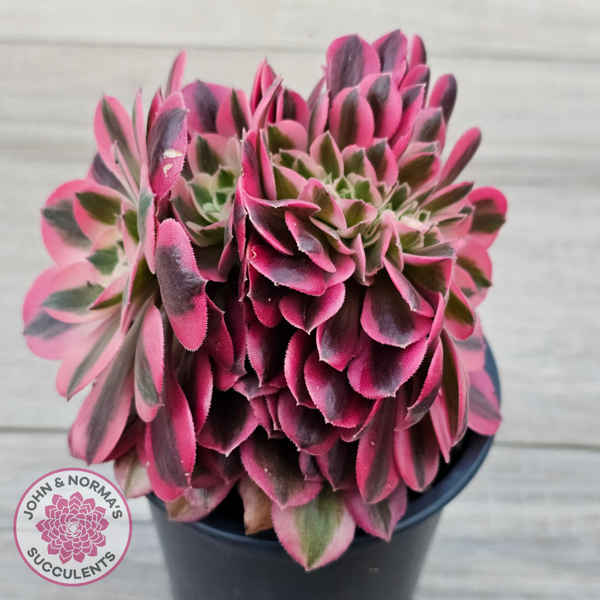 Aeonium 'Pink Witch' Crest
