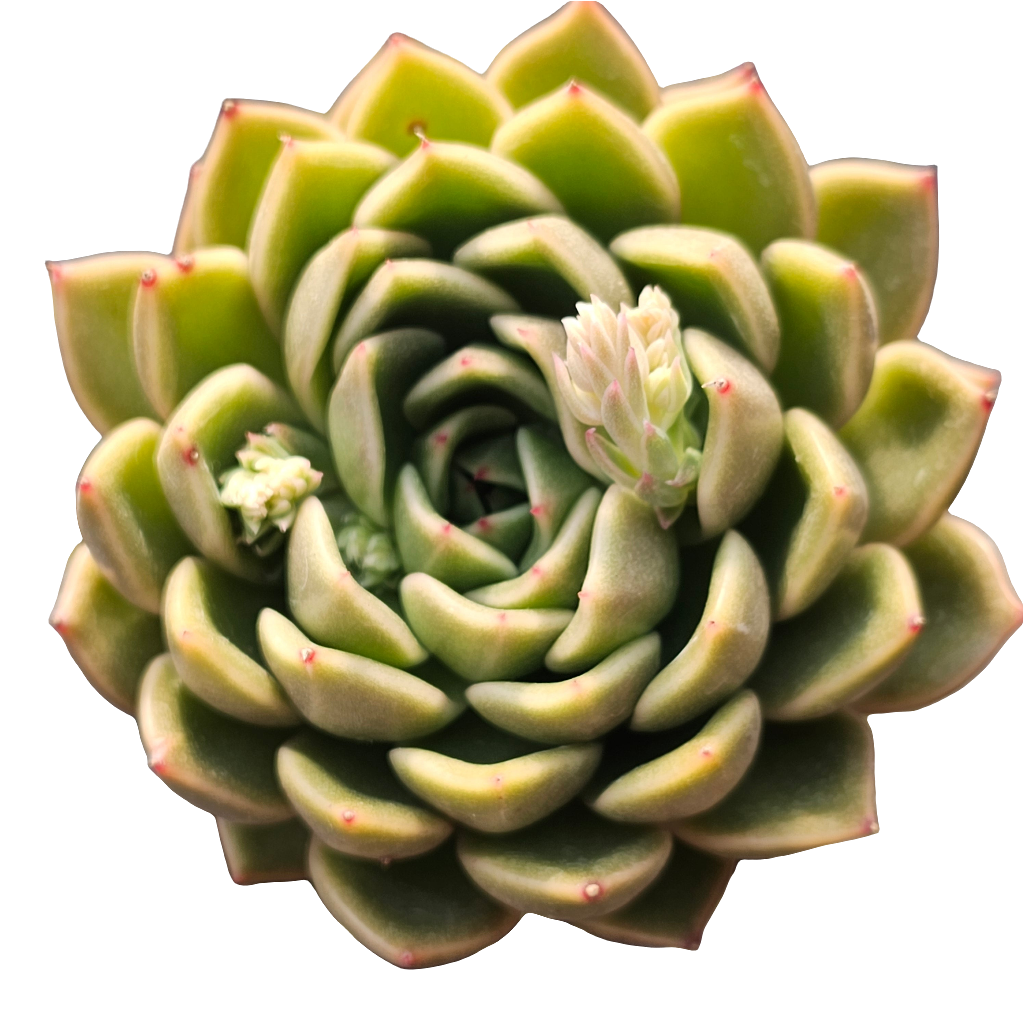 Echeveria Agavoides Mira - Lg