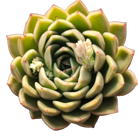 Echeveria Agavoides Mira - Lg