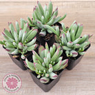 Cotyledon 'Cute Baby'