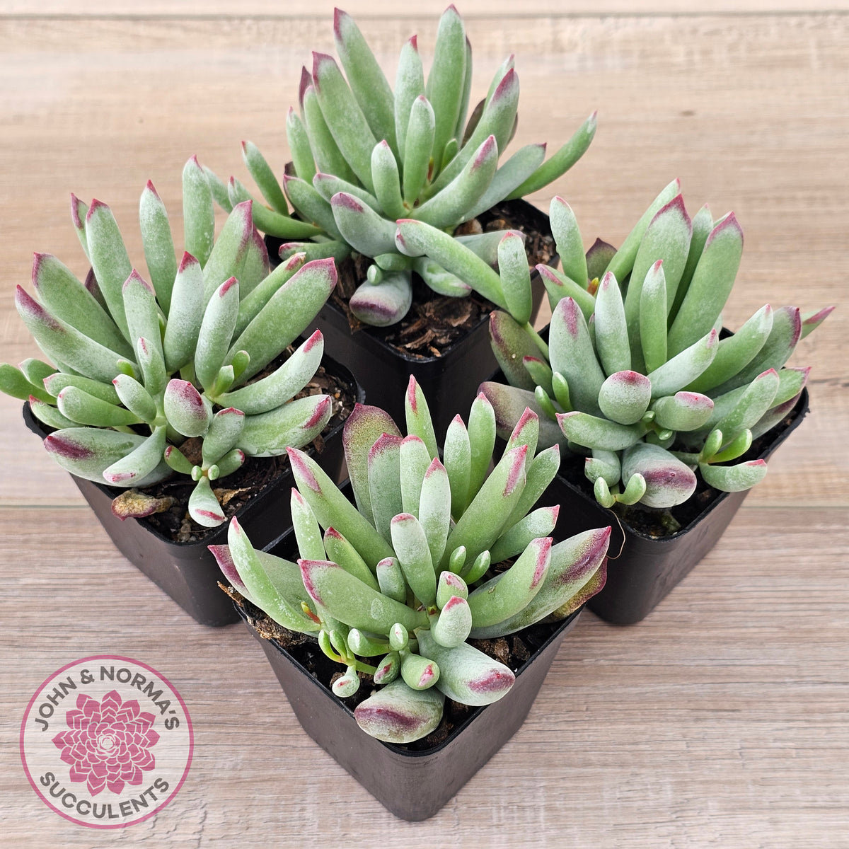 Cotyledon 'Cute Baby'