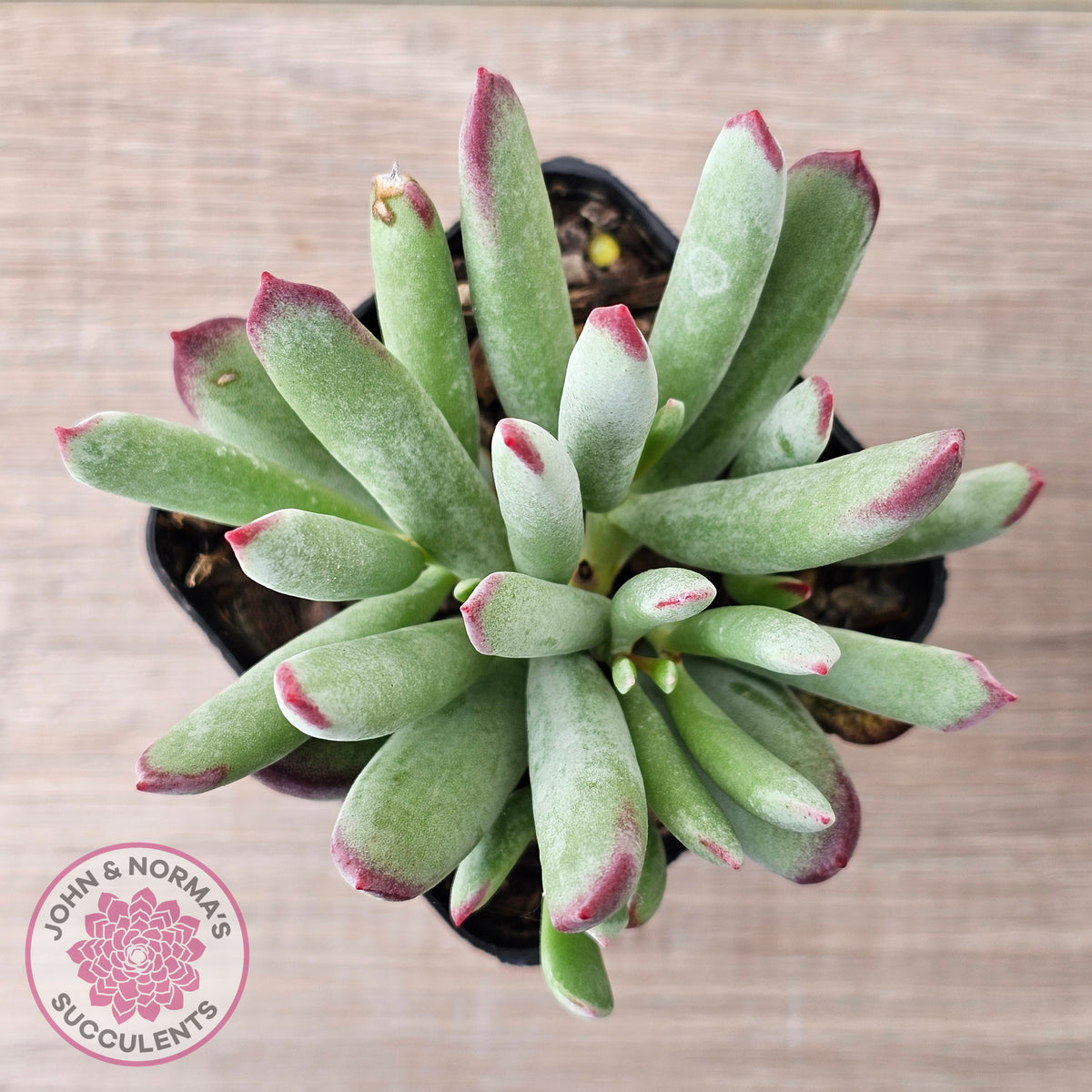 Cotyledon 'Cute Baby'