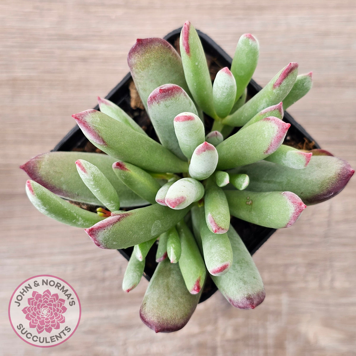 Cotyledon 'Cute Baby'