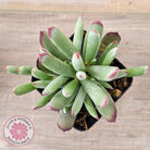Cotyledon 'Cute Baby'