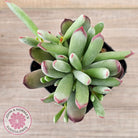 Cotyledon 'Cute Baby'