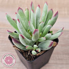Cotyledon 'Cute Baby'