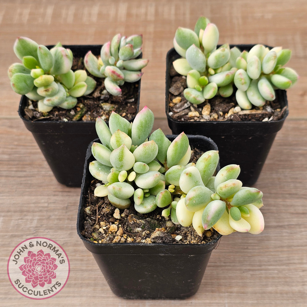 Cotyledon 'Pendens' variegata