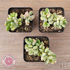 Cotyledon 'Pendens' variegata