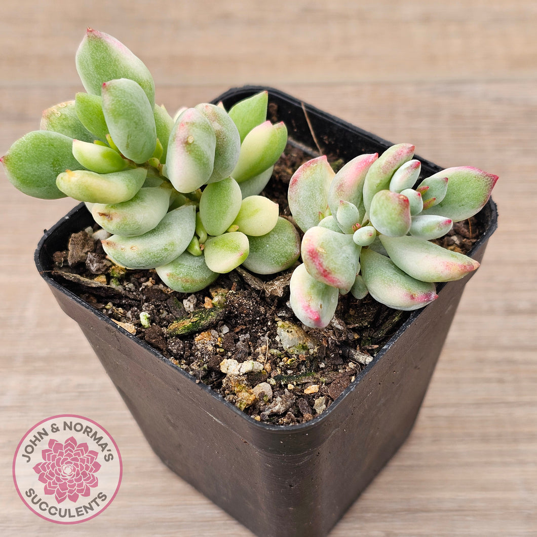 Cotyledon 'Pendens' variegata