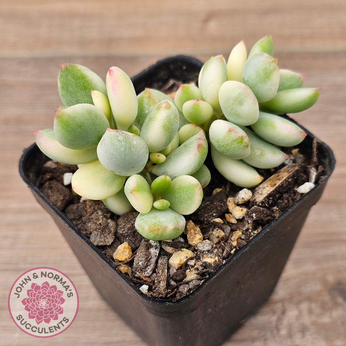 Cotyledon 'Pendens' variegata