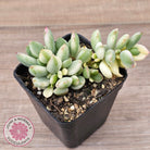 Cotyledon 'Pendens' variegata