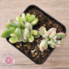 Cotyledon 'Pendens' variegata