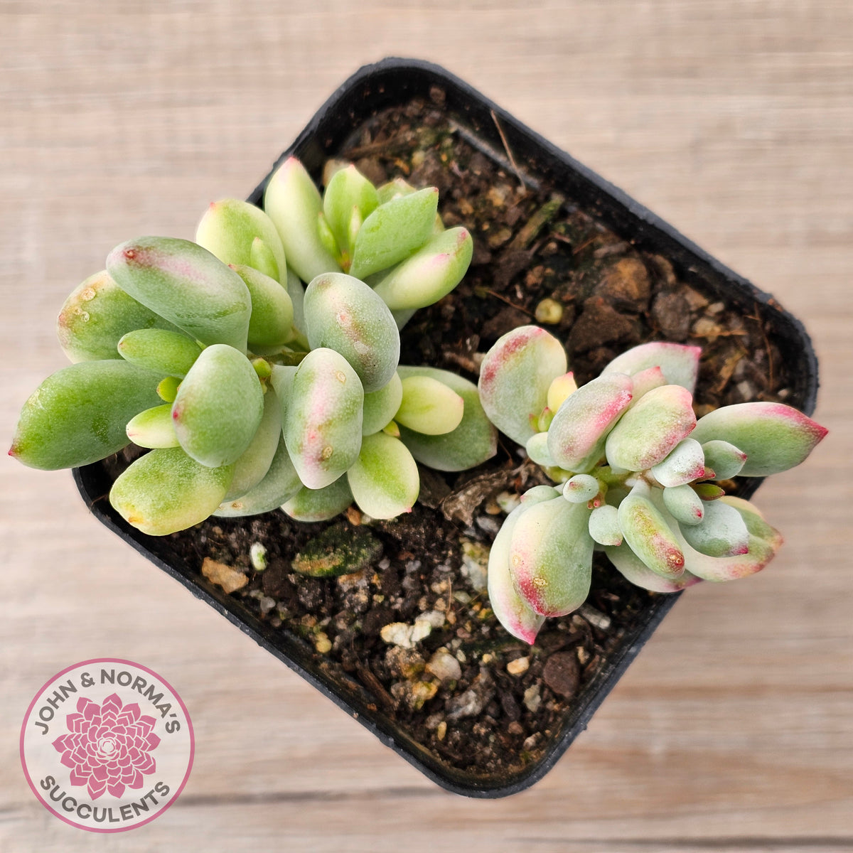 Cotyledon 'Pendens' variegata