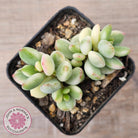 Cotyledon 'Pendens' variegata