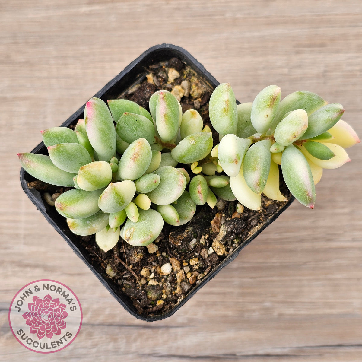 Cotyledon 'Pendens' variegata